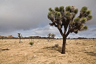 《心灵杀手：复刻版》可能会引入新内容 或与《控制》《量子破碎》有关